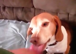 Cute puppy luving a stiff cock