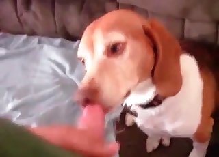 Cute puppy luving a stiff cock