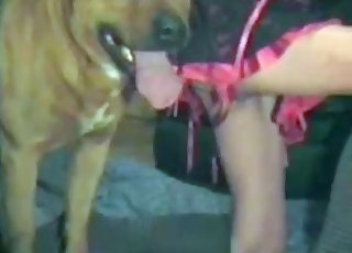 Big crimson rocket in her tight pussy