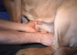 Touching big mutt balls in the apartment