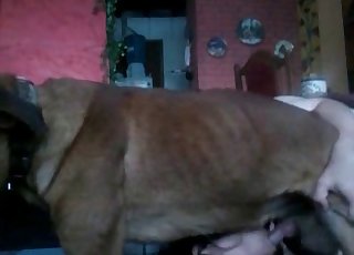 Slut giving mutt a BJ