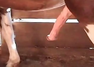 在谷仓里和淘气的马发生性关系