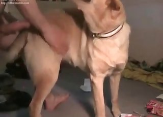 Amateur fucking a cute dog