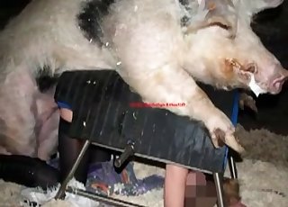 Sloppy pigs poking a zoophile