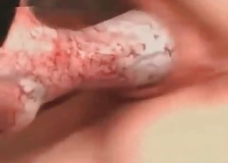 Cane enorme che scopa in webcam