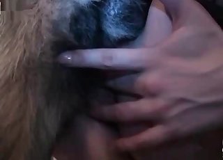 Hot dog licking busty girl’s snatch