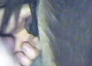 Close-ups of anal animal pleasing