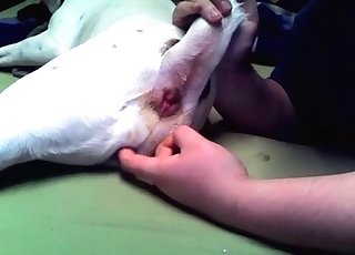 狗狗的屁眼被玩弄了