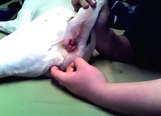 Doggy gets its asshole played with