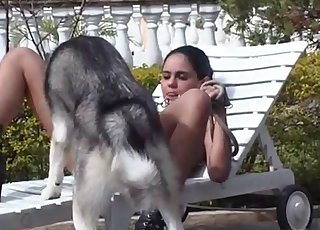 Shaved pussy licked by a dog