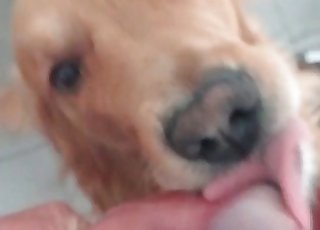 Cute pup learning blowjobs