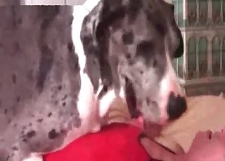 Her labia fucked by a big dog