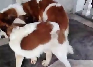 Sex-training for a naughty mutt