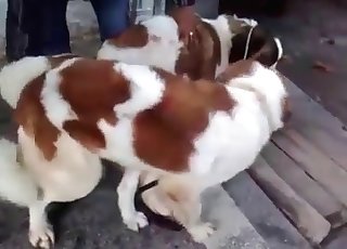 การฝึกเซ็กส์สำหรับสุนัขพันธุ์ผสมที่ซุกซน