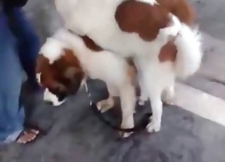 Sex-training for a naughty mutt