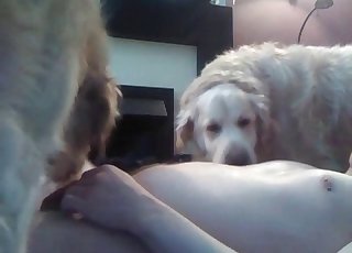 Sexy curs and a pervy guy