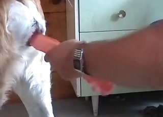 Red dildo used on a dog