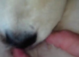 Puppy gets licked by a dog