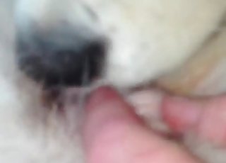 Puppy gets licked by a dog