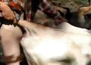 Sexy cow all up for mischievous fun