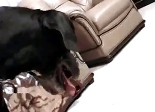 Close-up HD shots of dog fucking