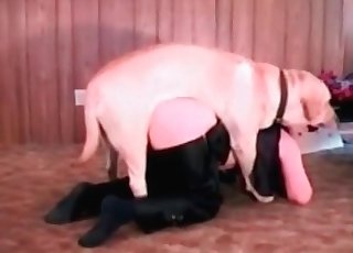 หมาจรจัดสีน้ำตาลกำลังมีเซ็กส์กับเจ้าของของมัน