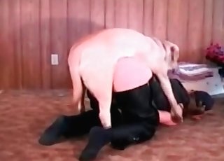 Hnedý túlavý kurva svojho majiteľa