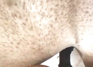 Naughty beauty loves zoophilia