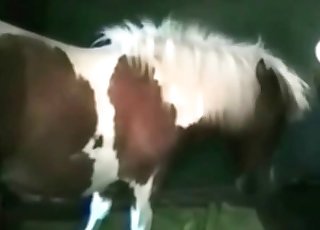 Muscled animal and obedient zoophile