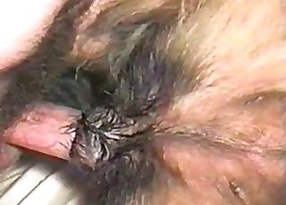 एक कुत्ते के साथ गंदा मिशनरी सेक्स