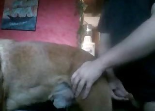 हाँ, मैं अपनी कुतिया के साथ सेक्स कर सकता हूँ