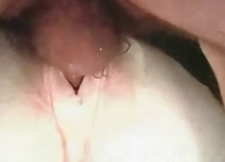 Mild ass of a white stallion