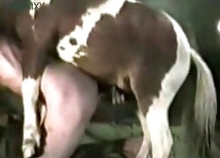 Stallion demonstrates his skills