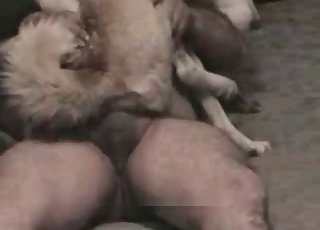 Zoophile is wearing his doggy