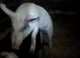 Farm pig ravages in the doggystyle