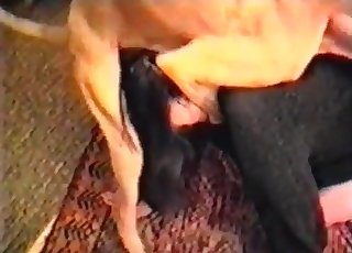 Αδύνατο σκυλί πηδιέται σαν τρελός