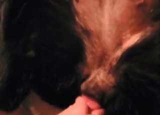 कुत्ते को यह हार्ड बोनर पसंद है