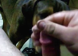 Trained pet licks my hard trouser snake