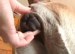 Anal fingering for a hot doggy