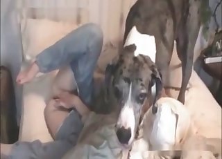 Grijze hond vast in mijn poes