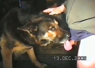 Shepherd is licking a wiener