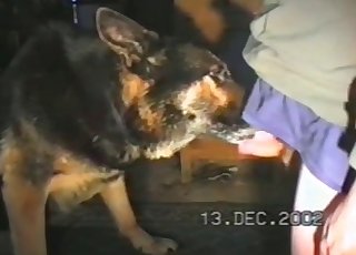 Shepherd is licking a wiener