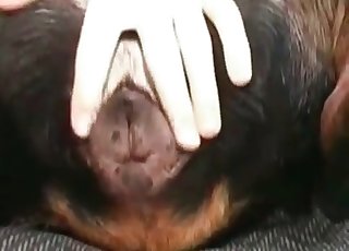 Black doggy is being explored