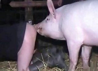 Pig smells and fucks in the barn