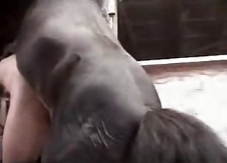 Hřebec šuká v psí póze