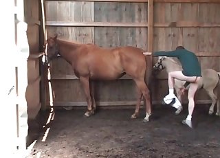 准备让这匹白马进行性行为