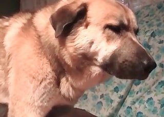 頑皮的狗和下流的妓女