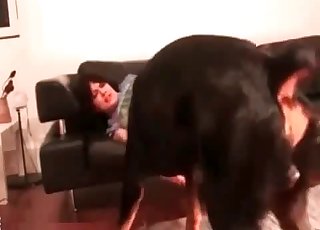 बुलडॉग एक मीठी गीली चूत में घुस जाता है