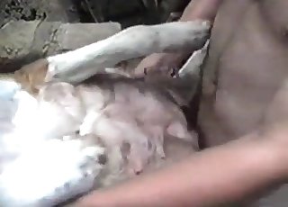 White animal pummeled deep and hard