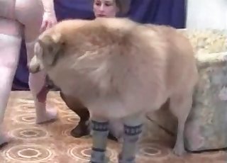 Fledgling zoophilia with ﻿2 dolls